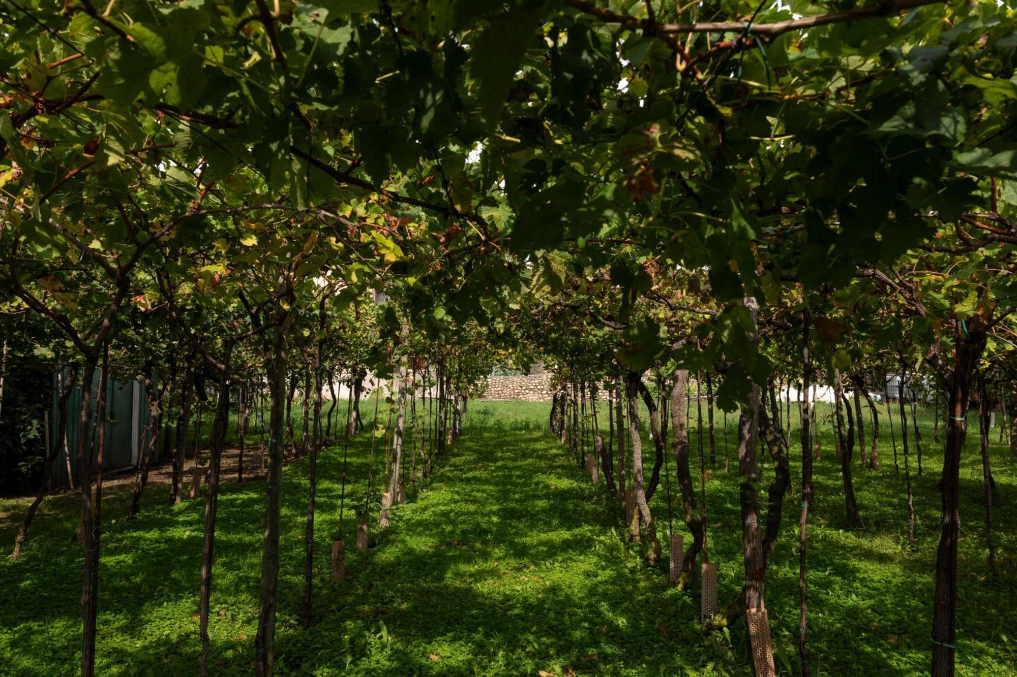 La Terrazza Sulle Vigne B&B คอร์เตฟรังกา ภายนอก รูปภาพ