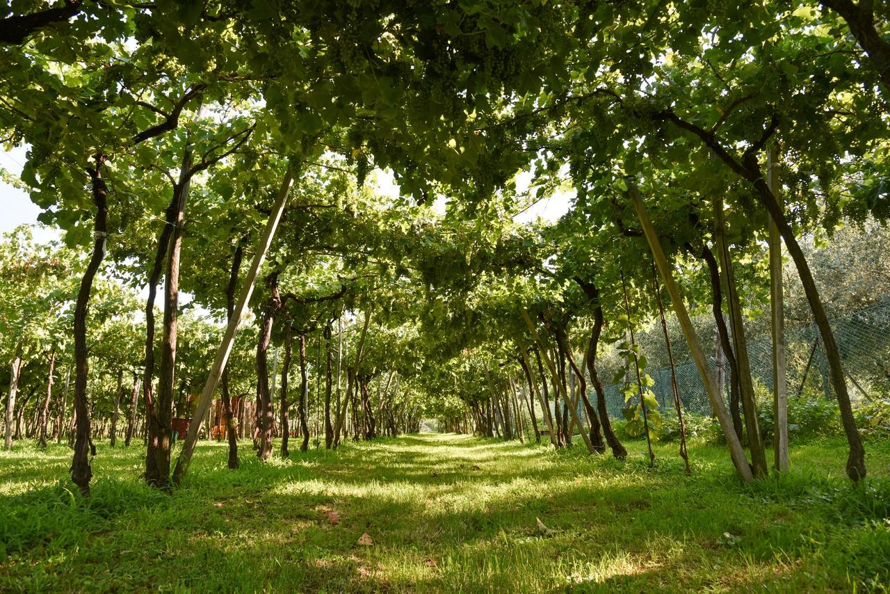 La Terrazza Sulle Vigne B&B คอร์เตฟรังกา ภายนอก รูปภาพ